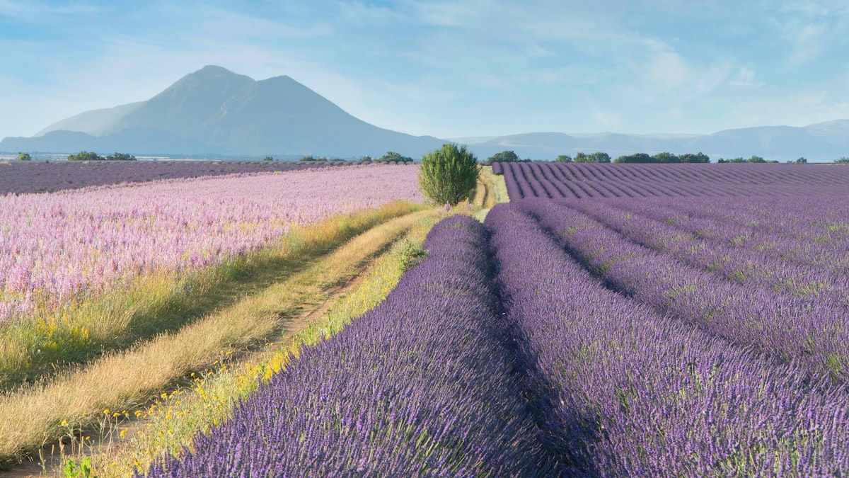 Rangs de lavande en Provence séparés par un chemin de terre, montagne en arrière-plan
