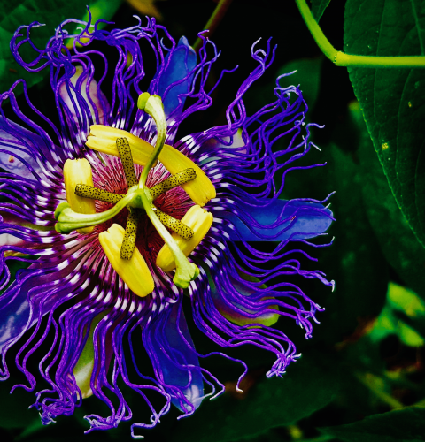 Passionflower-2-2160x1775