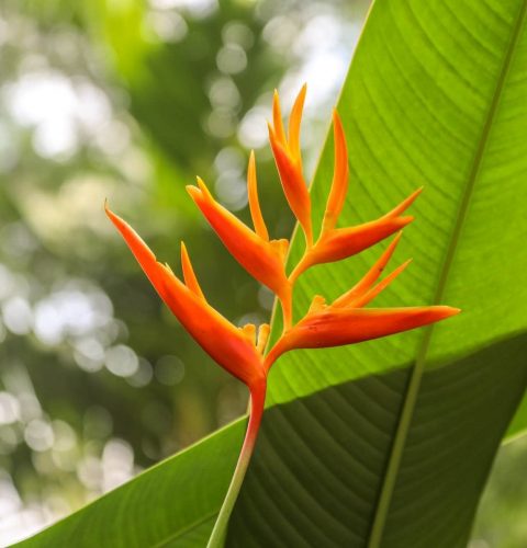 Ultimate-Guide-to-Bird-of-Paradise-Plant-Care-Meanings-and-Symbolism-strelitzia-reginae