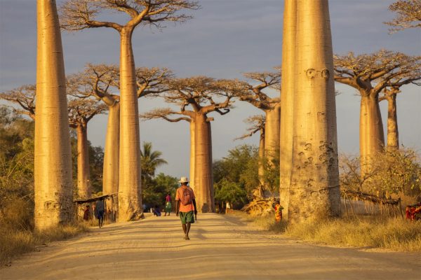 baobab-trees-Grandidier-Avenue-of-the-Baobabs_jpg_92