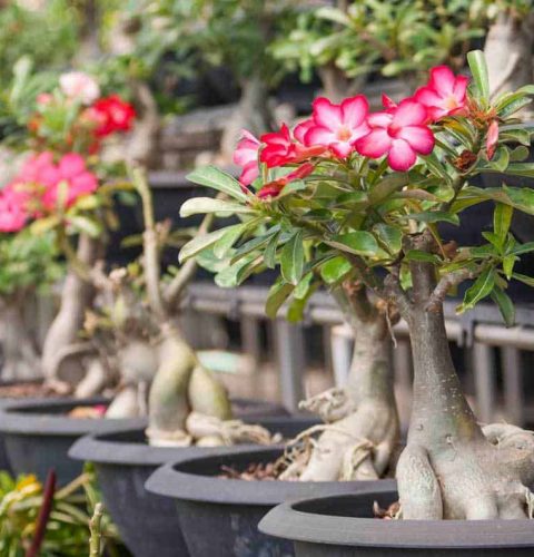 desert-rose-adenium-obesum-2-06302016